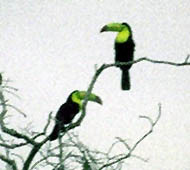 Ramphastos