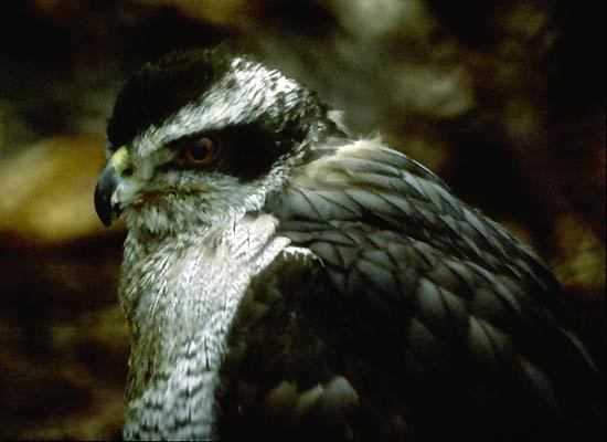 Accipiter gentilis