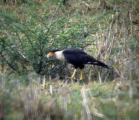 Caracara