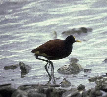 Jacana