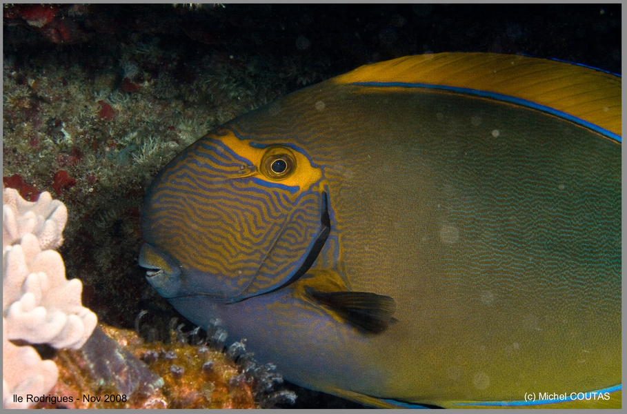 Acanthurus