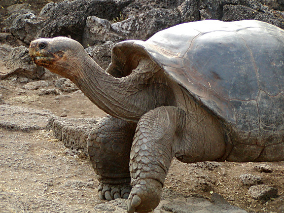 15 giant Galápagos tortoises found slaughtered