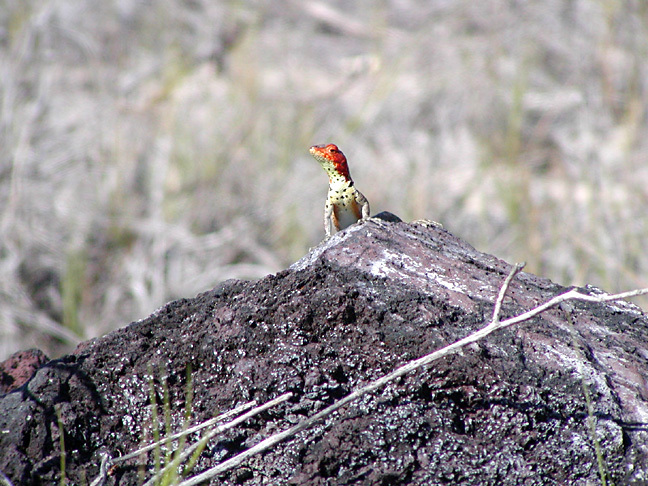 Microlophus albemarlensis