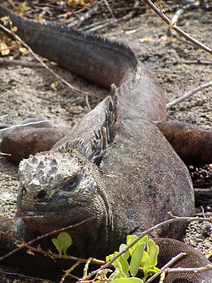 Amblyrhynchus cristatus