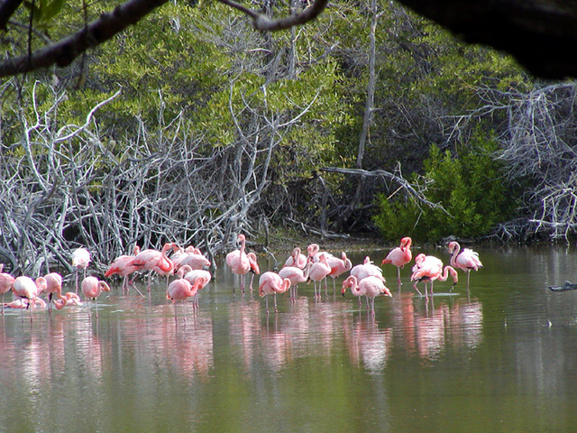 Flamingo guide: how to identify each species, where to see them - and why  flamingos are pink - Discover Wildlife