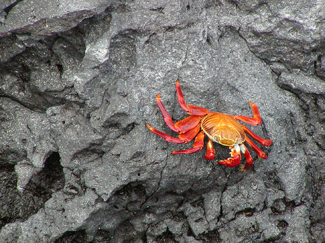 Photo of Grapsus grapsus