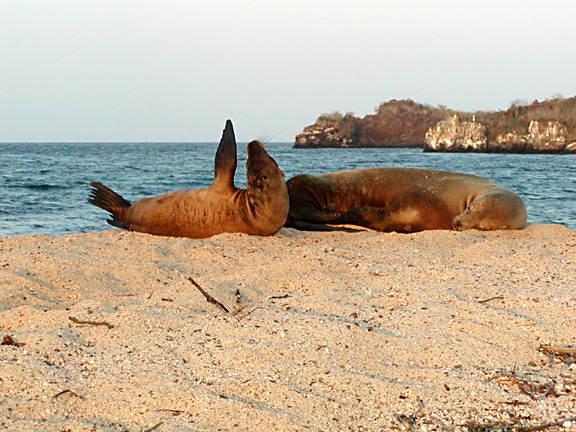 Zalophus californianus