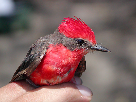 Pyrocephalus rubinus