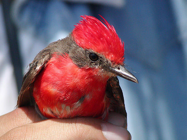 Pyrocephalus rubinus