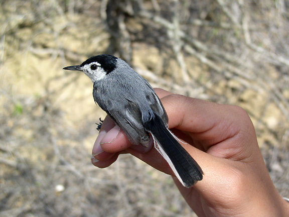 Polioptilidae