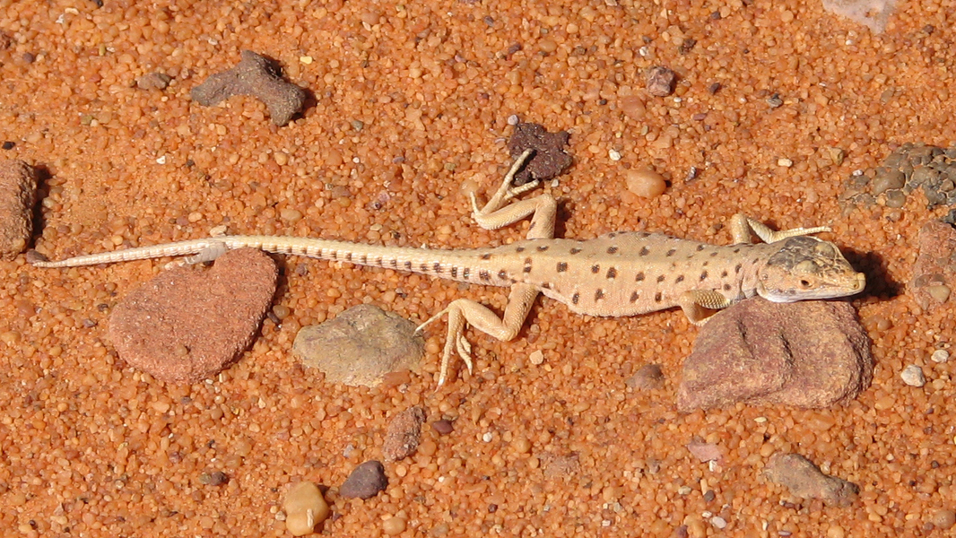 Mesalina rubropunctata