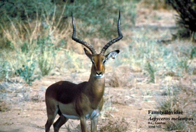 Artiodactyla