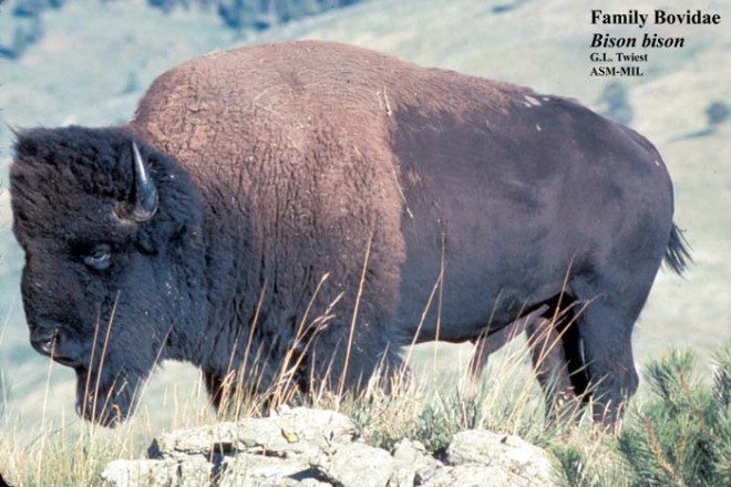 bison_bison