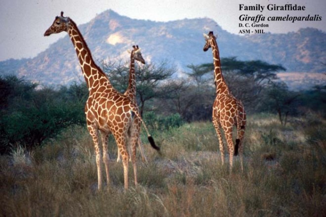 giraffa_camelopardalis_85