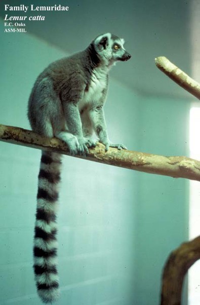 Lemur catta