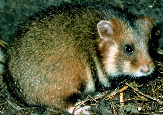 Wild Hamsters: Facts, Threats, & Conservation