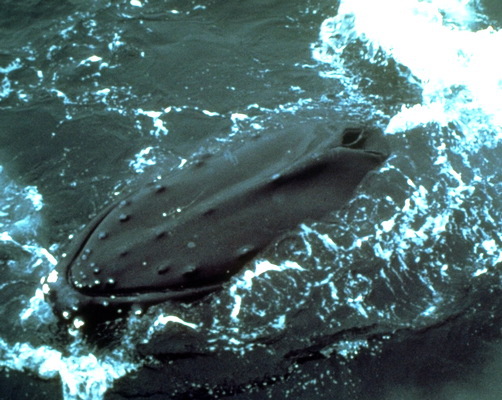 Megaptera novaeangliae