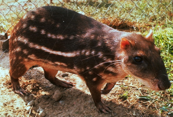 Agouti Animal - Paca Cuniculus Lapa Lowland Agouti Paka Guanta Labba ...