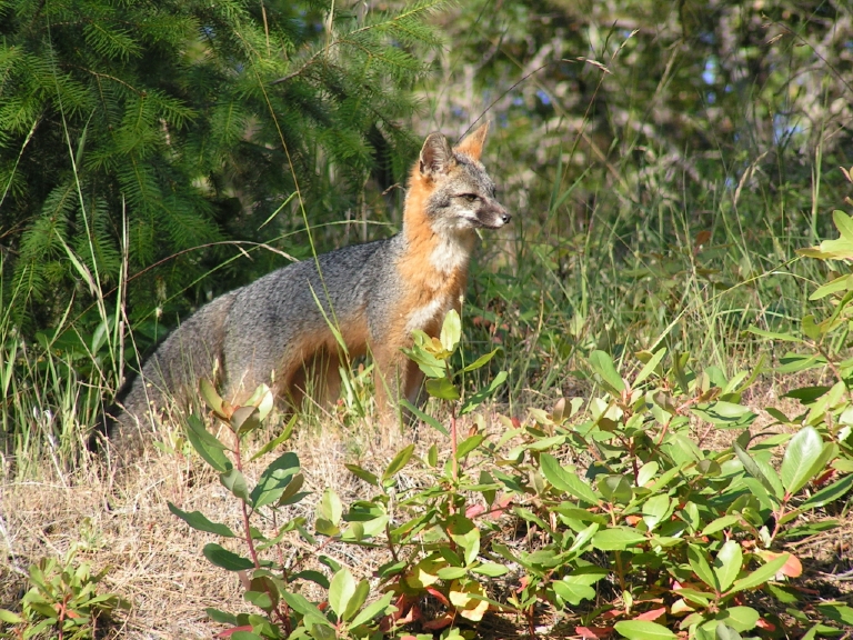 Urocyon cinereoargenteus