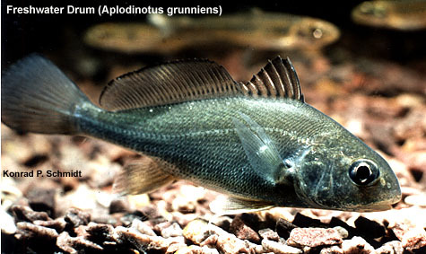 ADW: Aplodinotus grunniens: INFORMATION