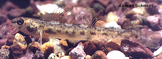 Etheostoma