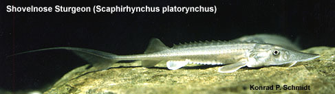 Scaphirhynchus