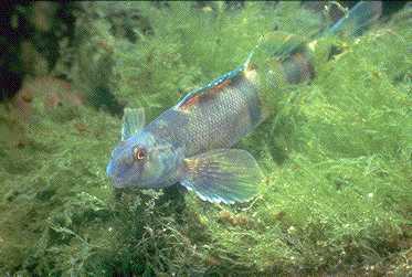 Etheostoma blennioides