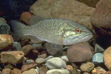 Micropterus dolomieu