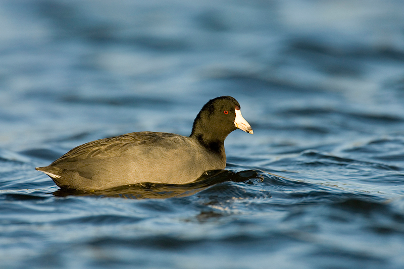 Gruiformes