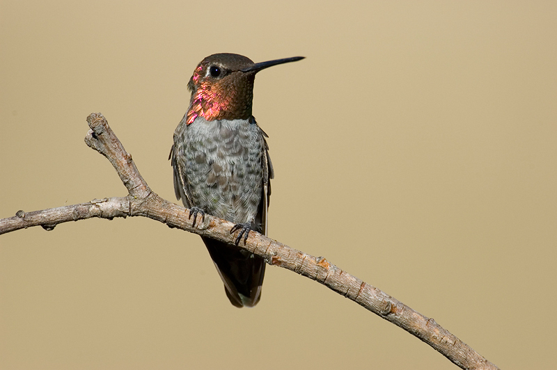 Trochilidae