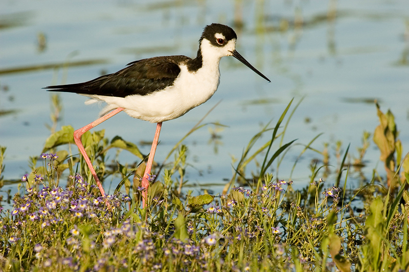 BlackNeckedStilt