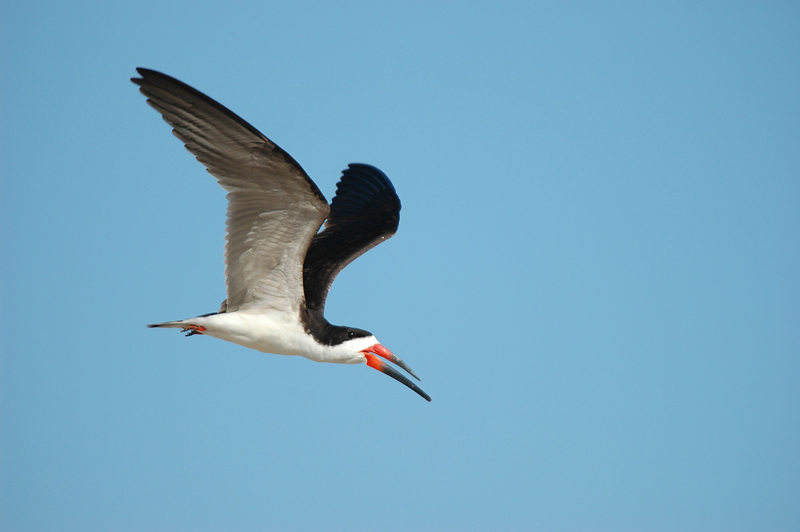 BlackSkimmer