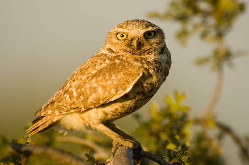 BurrowingOwl-a