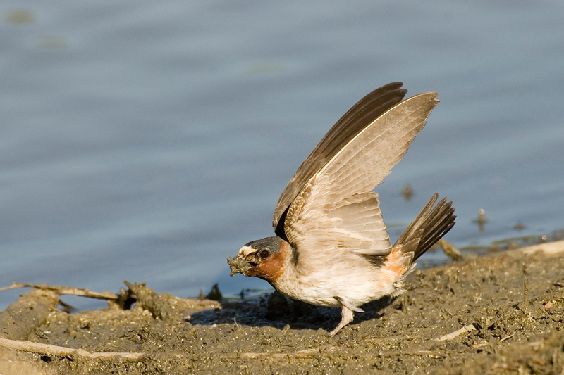 Petrochelidon pyrrhonota