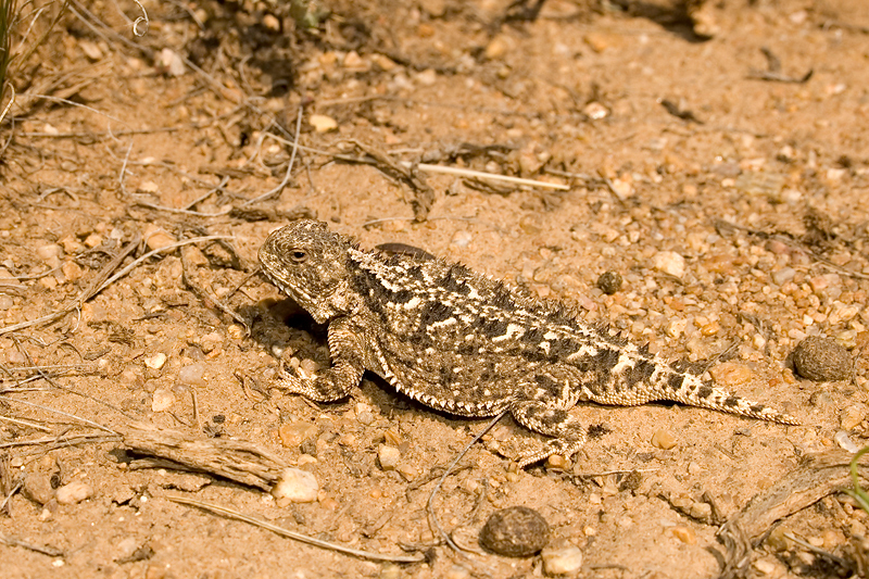 EasternShortHornedLizard