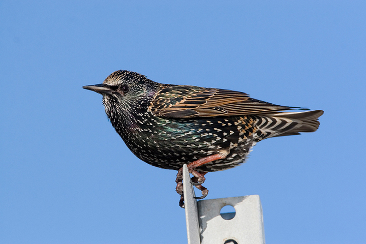 ADW: Sturnus vulgaris: INFORMATION