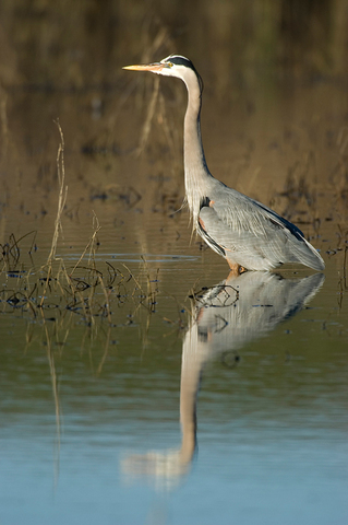 ADW: Ardea Herodias: INFORMATION