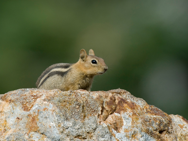 Spermophilus lateralis