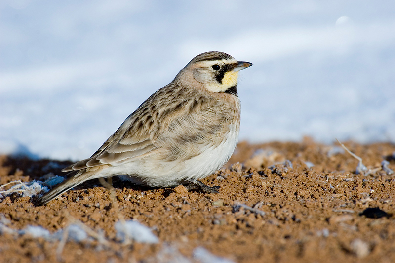 Alaudidae