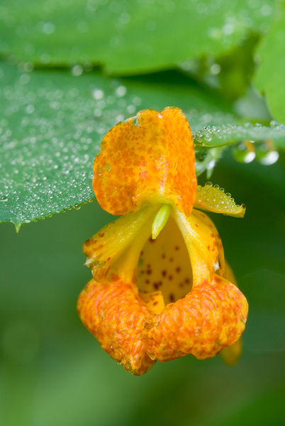 Jewelweed