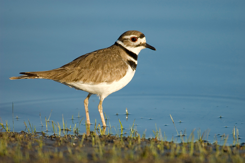 Charadrius vociferus