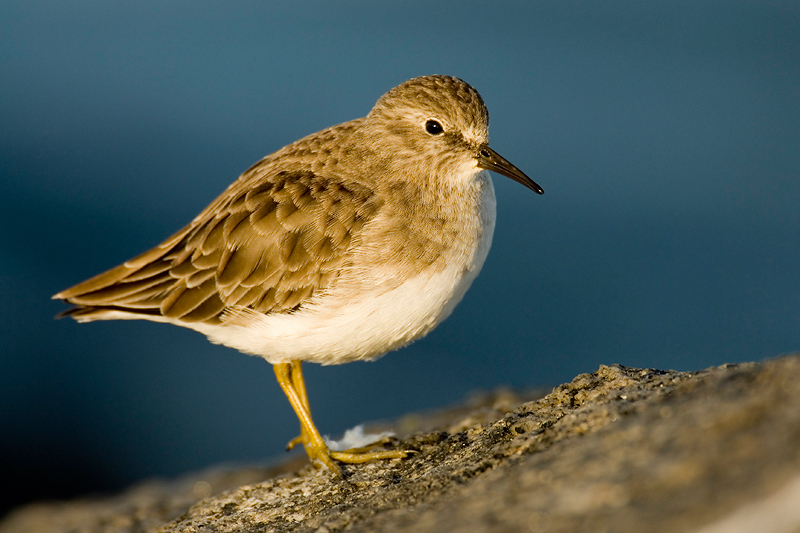 Calidris minutilla