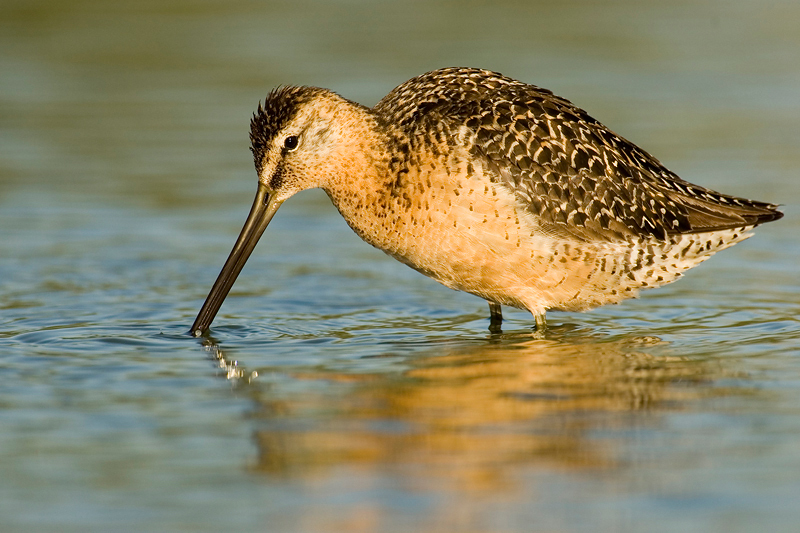 LongBilledDowitcher