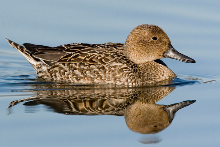 pintail hen