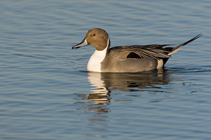 NorthernPintail-m