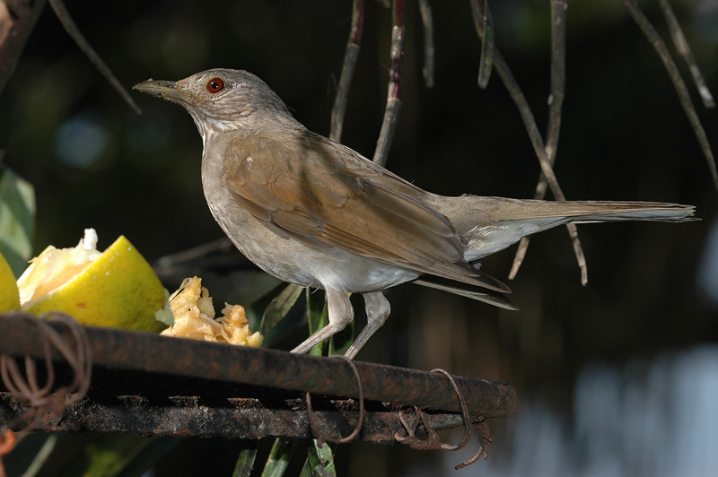 PaleBreastedThrush