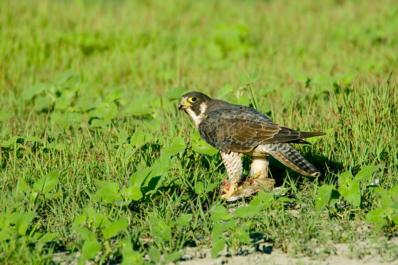 Falconidae