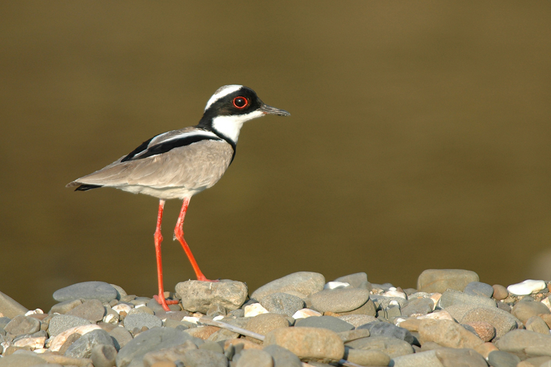 PiedPlover