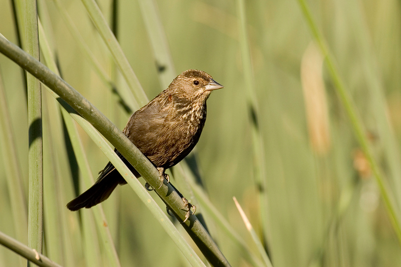 RedWingedBlackbird