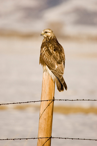 juvenile rough legged hawk
